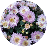 •Chrysanthemums